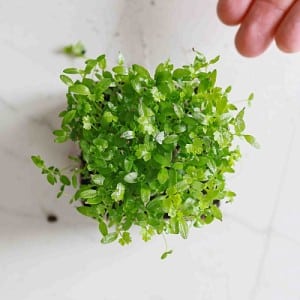 How Microherbs Differ from Microgreens: Everything You Need to Know